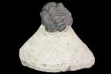 Bargain, Reedops Trilobite Fossil - Good Eye Facets #68654-4
